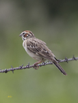 Lark Sparrow